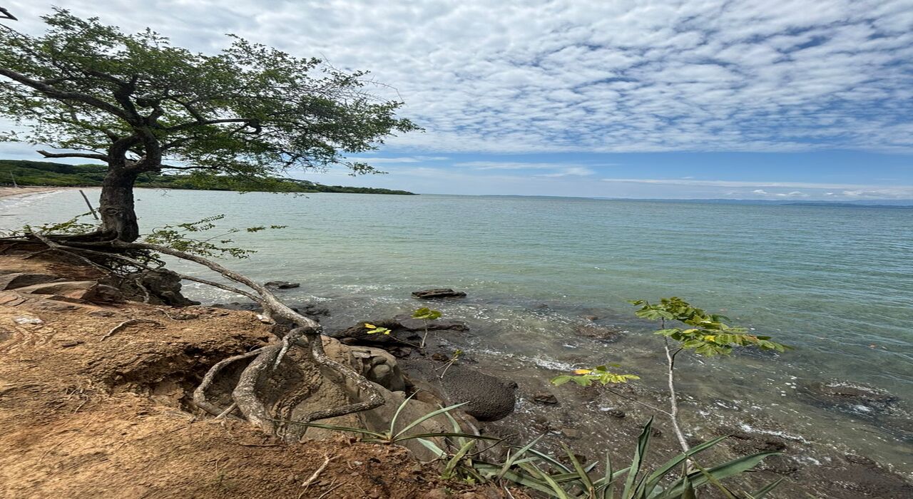 Fauna del Manglar